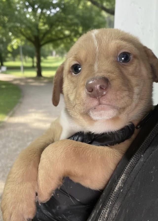 Осиновяване